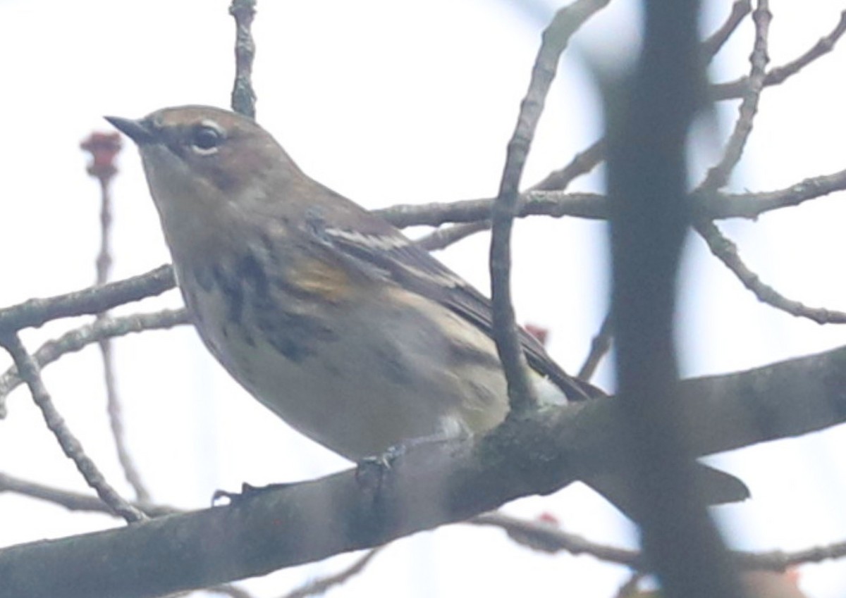 Yellow-rumped Warbler - ML643088452
