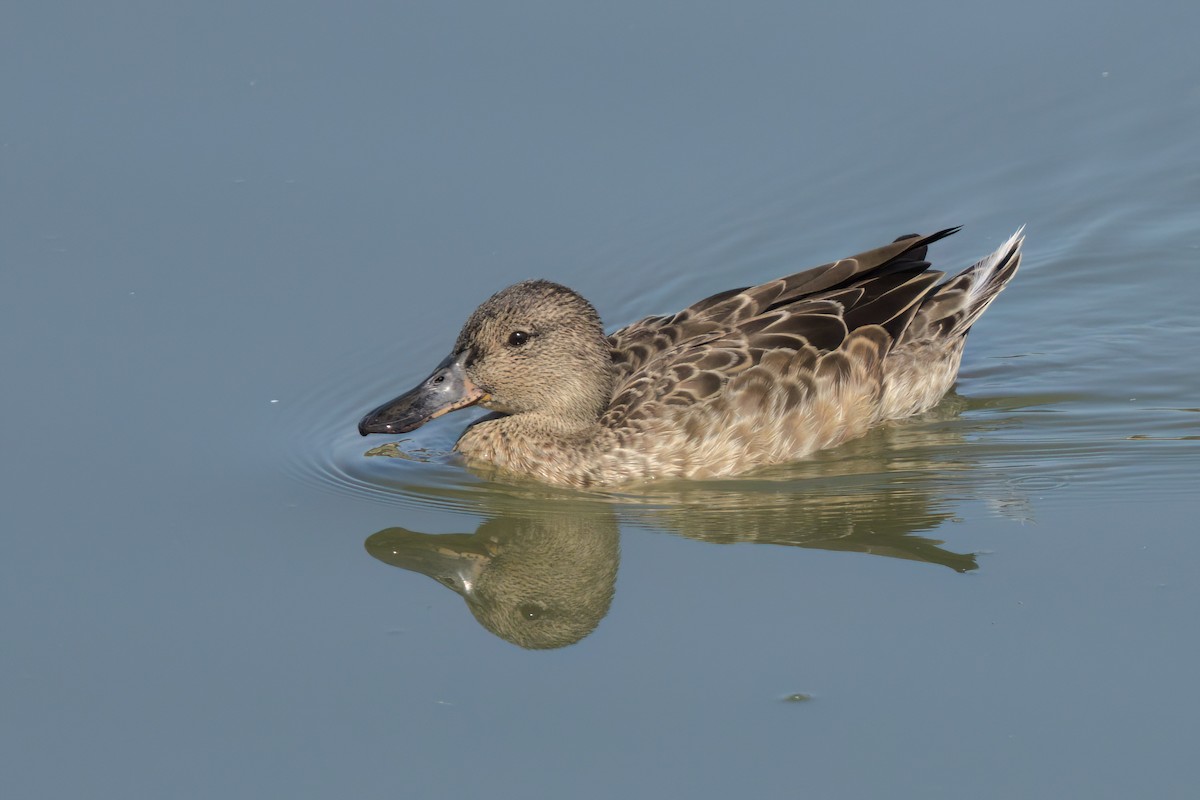 Cinnamon Teal - ML643088457
