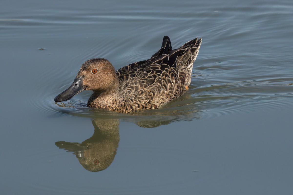 Cinnamon Teal - ML643088458