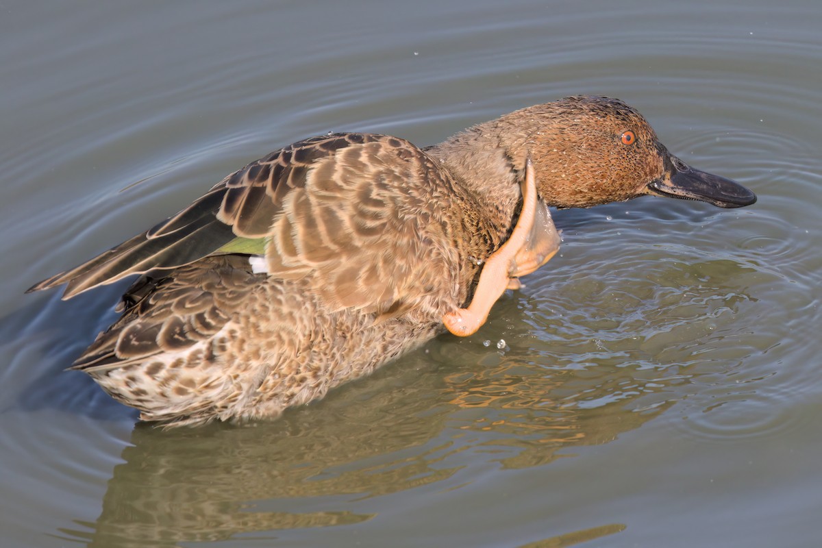 Cinnamon Teal - ML643088459