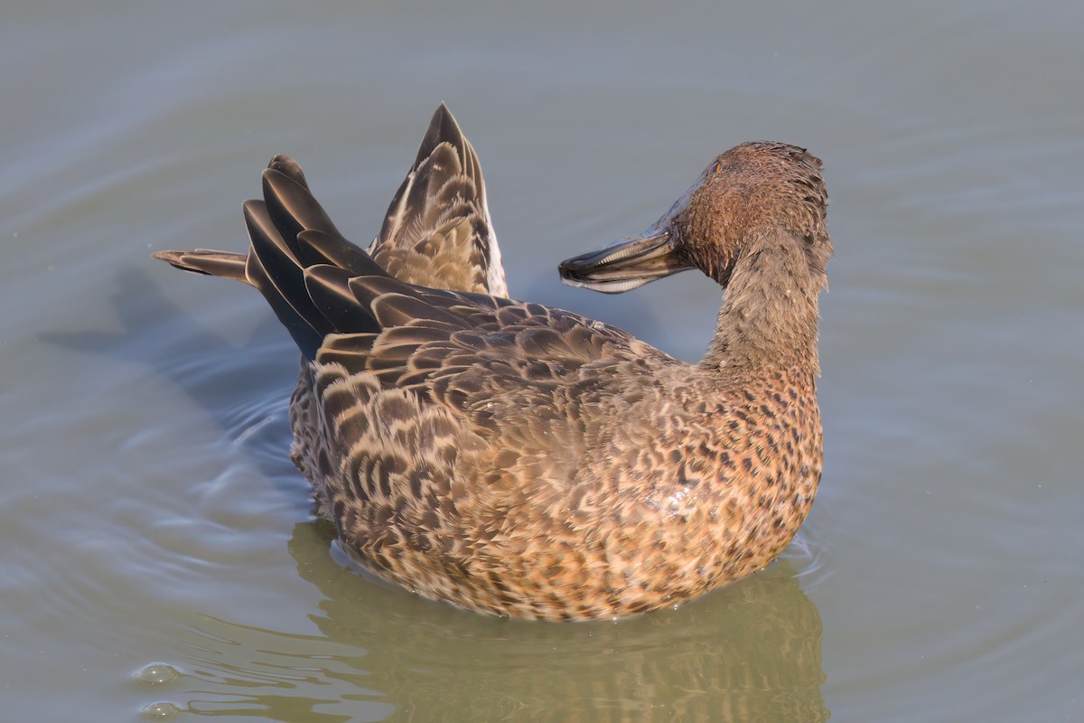 Cinnamon Teal - ML643088460