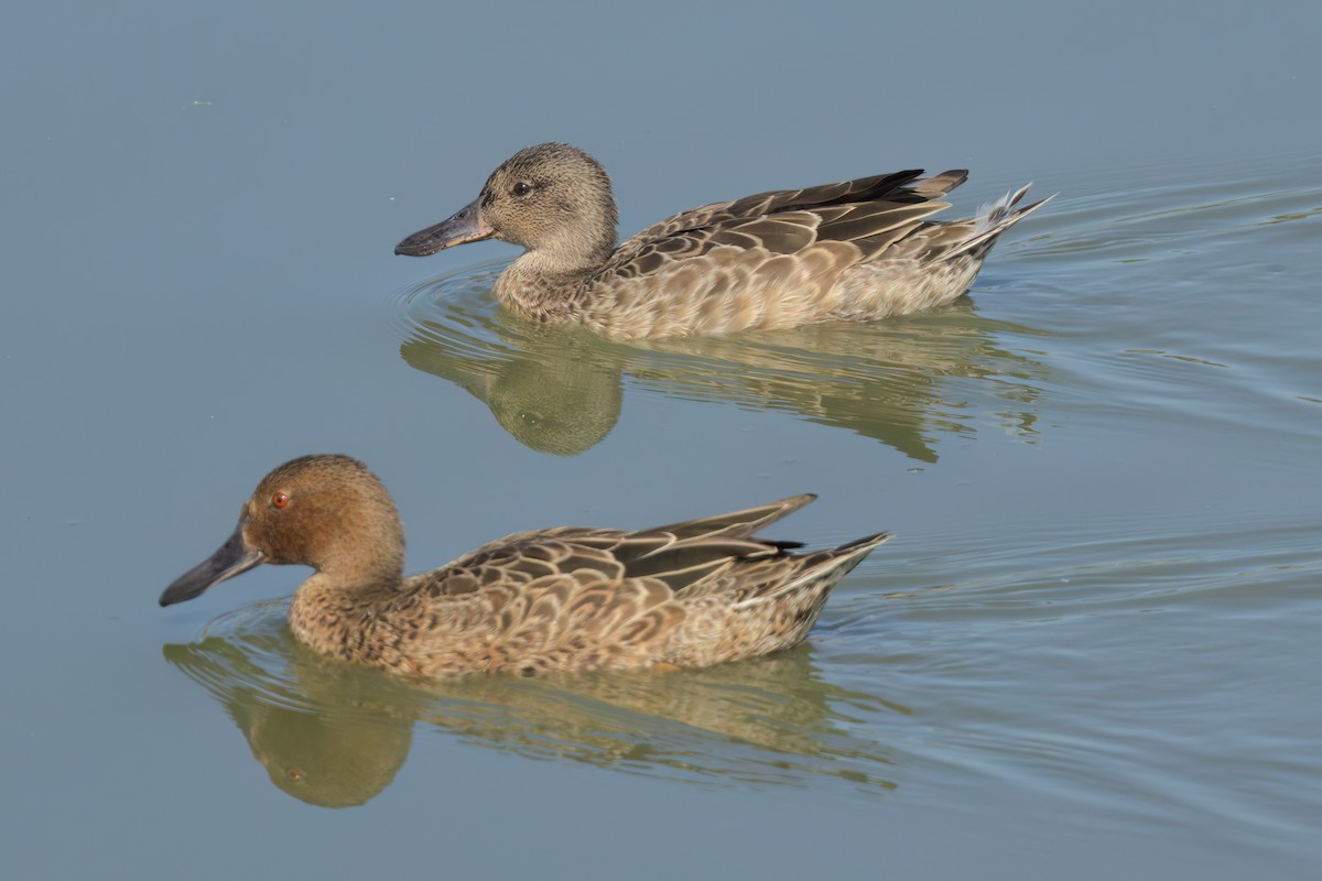 Cinnamon Teal - ML643088461