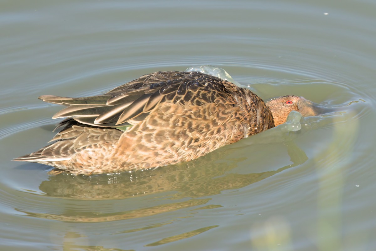 Cinnamon Teal - ML643088462