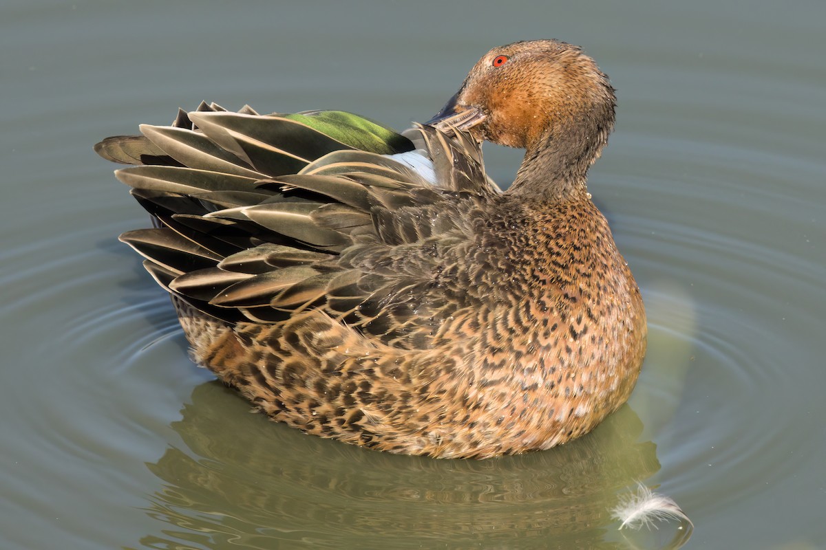 Cinnamon Teal - ML643088464