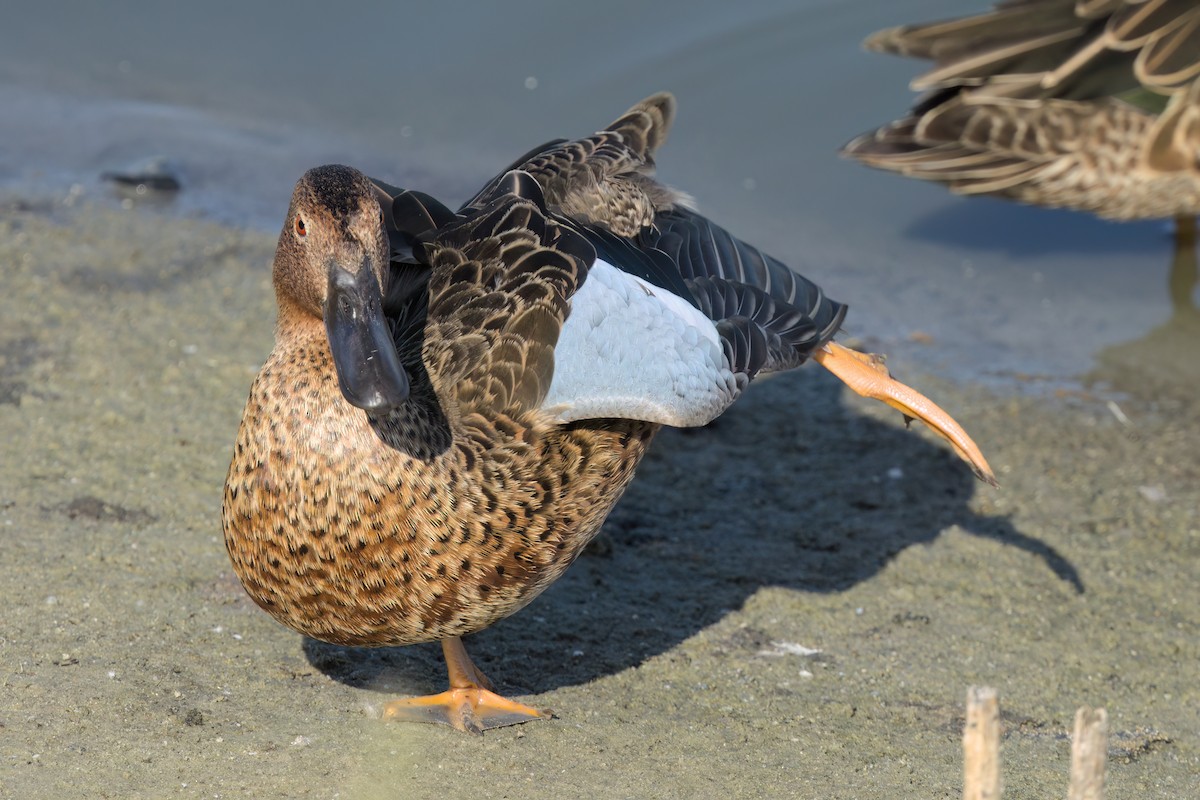 Cinnamon Teal - ML643088465