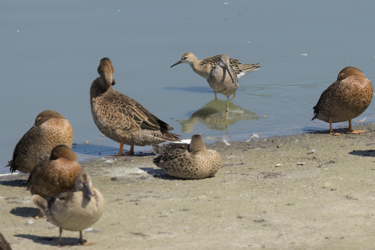 Cinnamon Teal - ML643088467