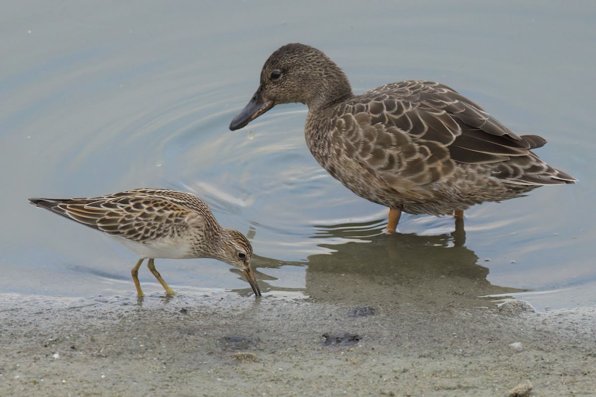 Cinnamon Teal - ML643088468