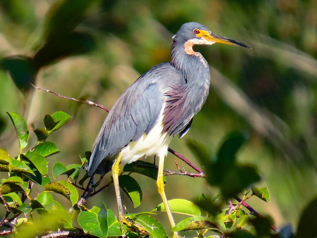Tricolored Heron - ML643088508