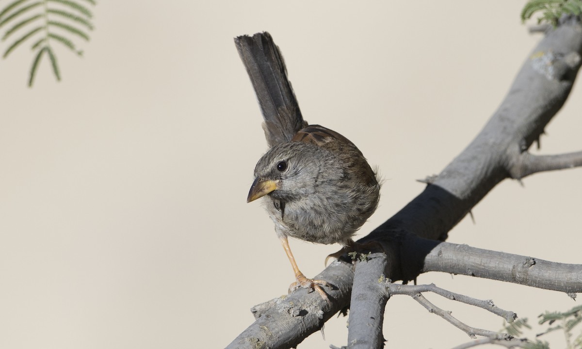 Great Inca-Finch - ML64308851