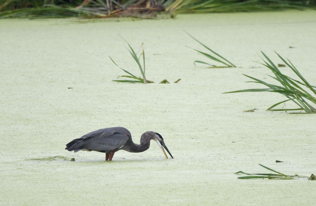 Great Blue Heron - ML643088556