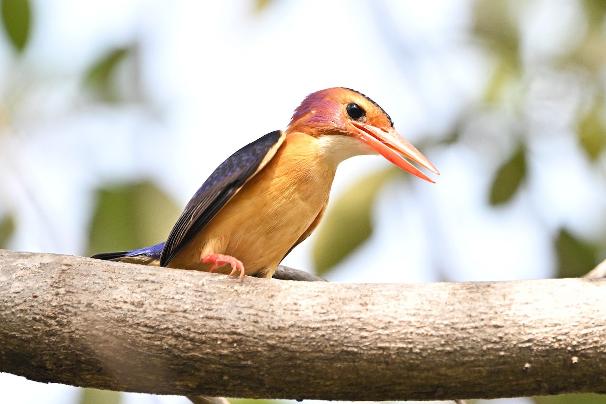 African Pygmy Kingfisher - ML643088582
