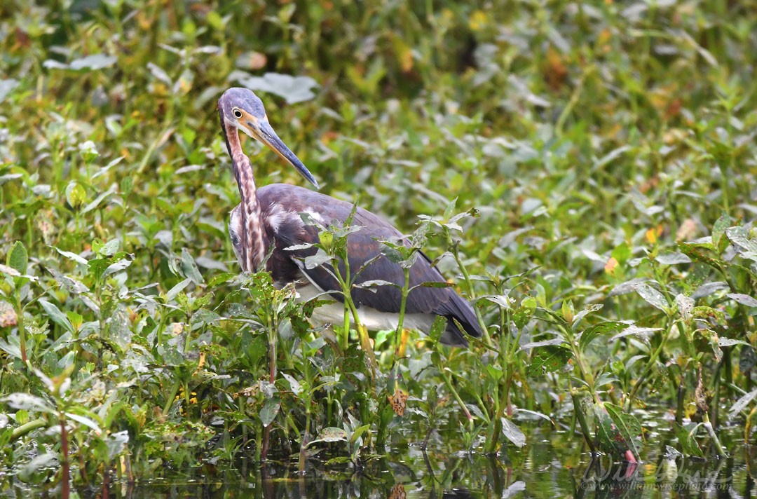 Tricolored Heron - ML643088585