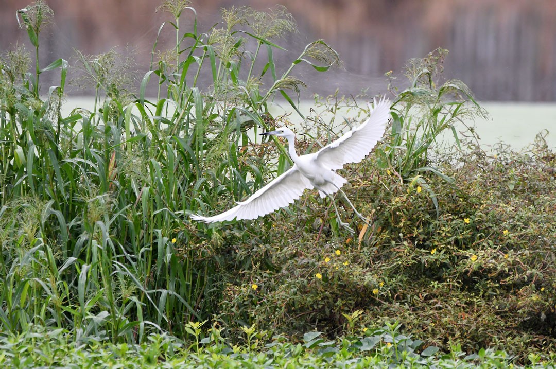 Little Blue Heron - ML643088586