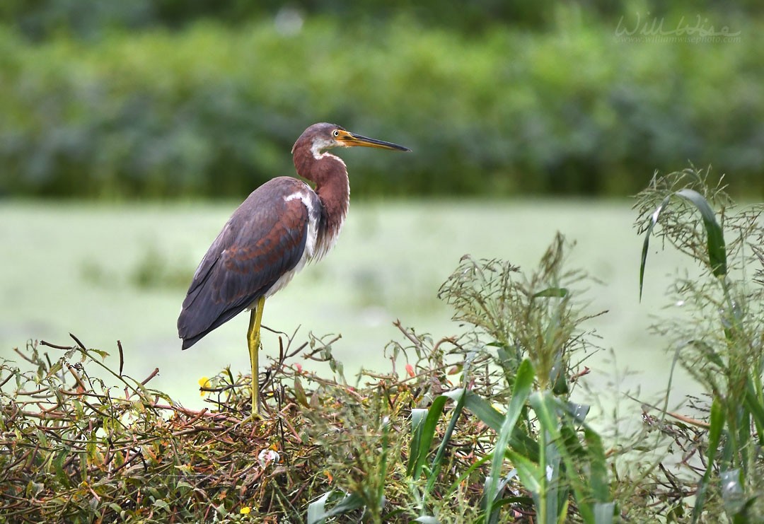 Tricolored Heron - ML643088587