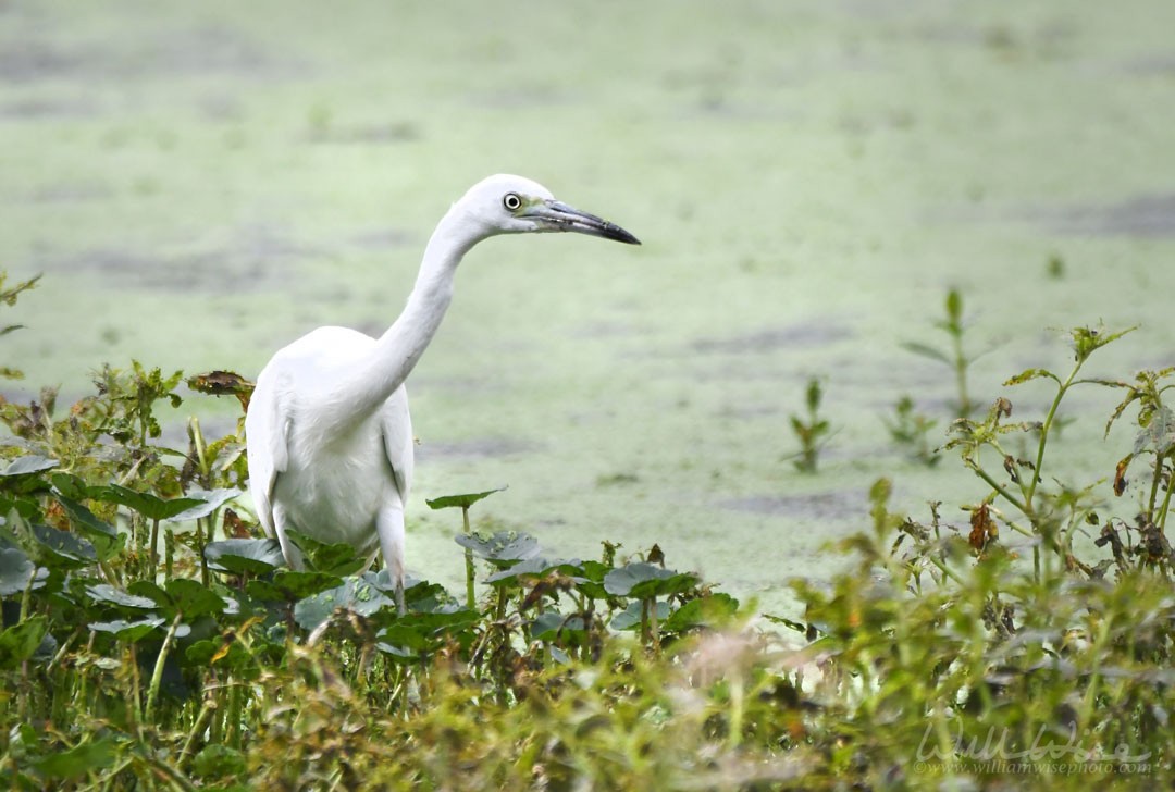 Little Blue Heron - ML643088588