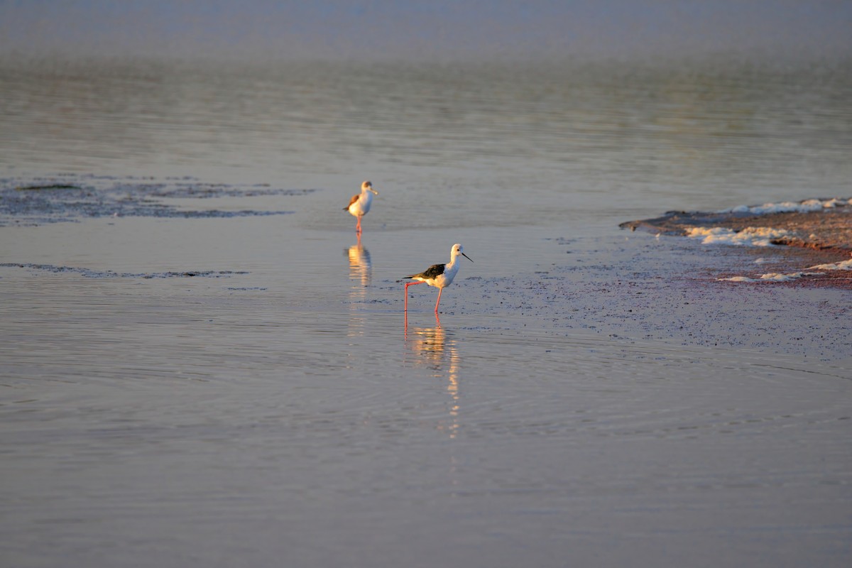 Black-winged Stilt - ML643088594