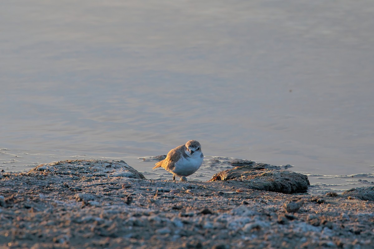 Kentish Plover - ML643088595