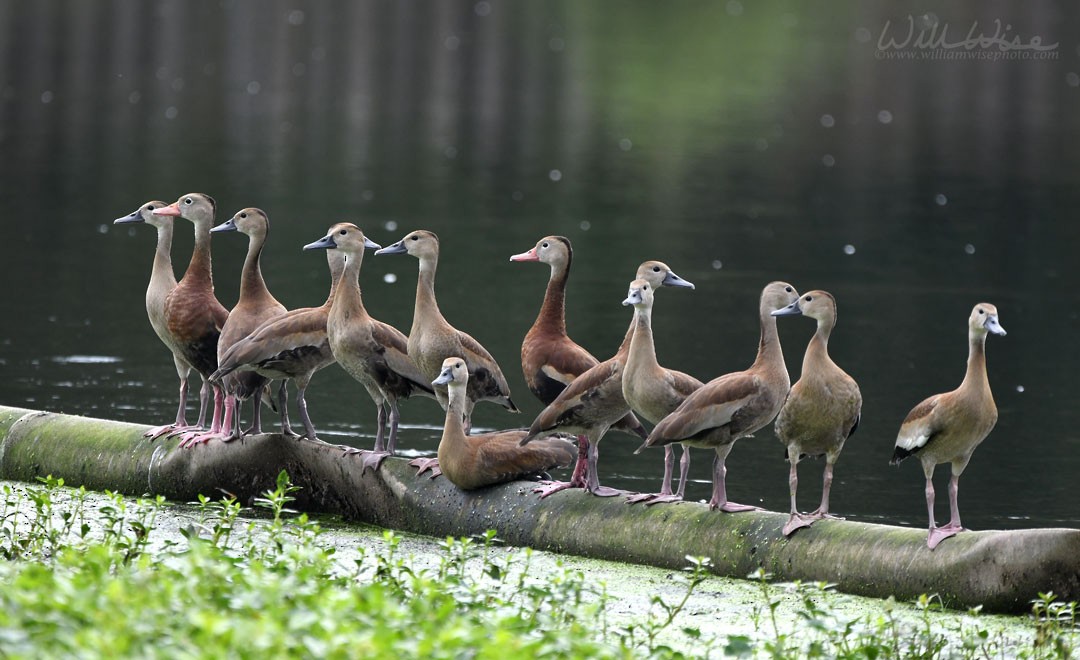 Black-bellied Whistling-Duck - ML643088597