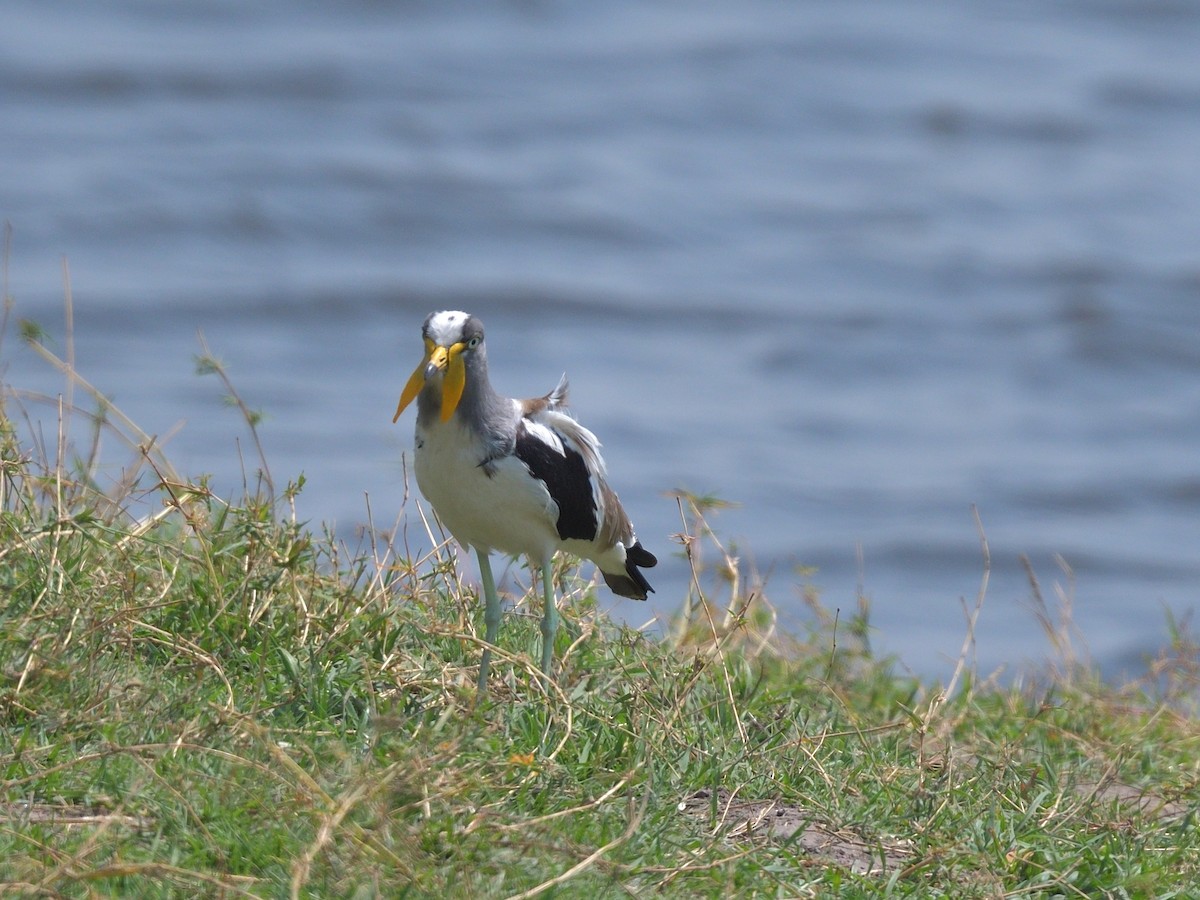 čejka laločnatá - ML643088624