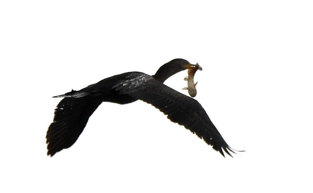 Double-crested Cormorant - ML643088641