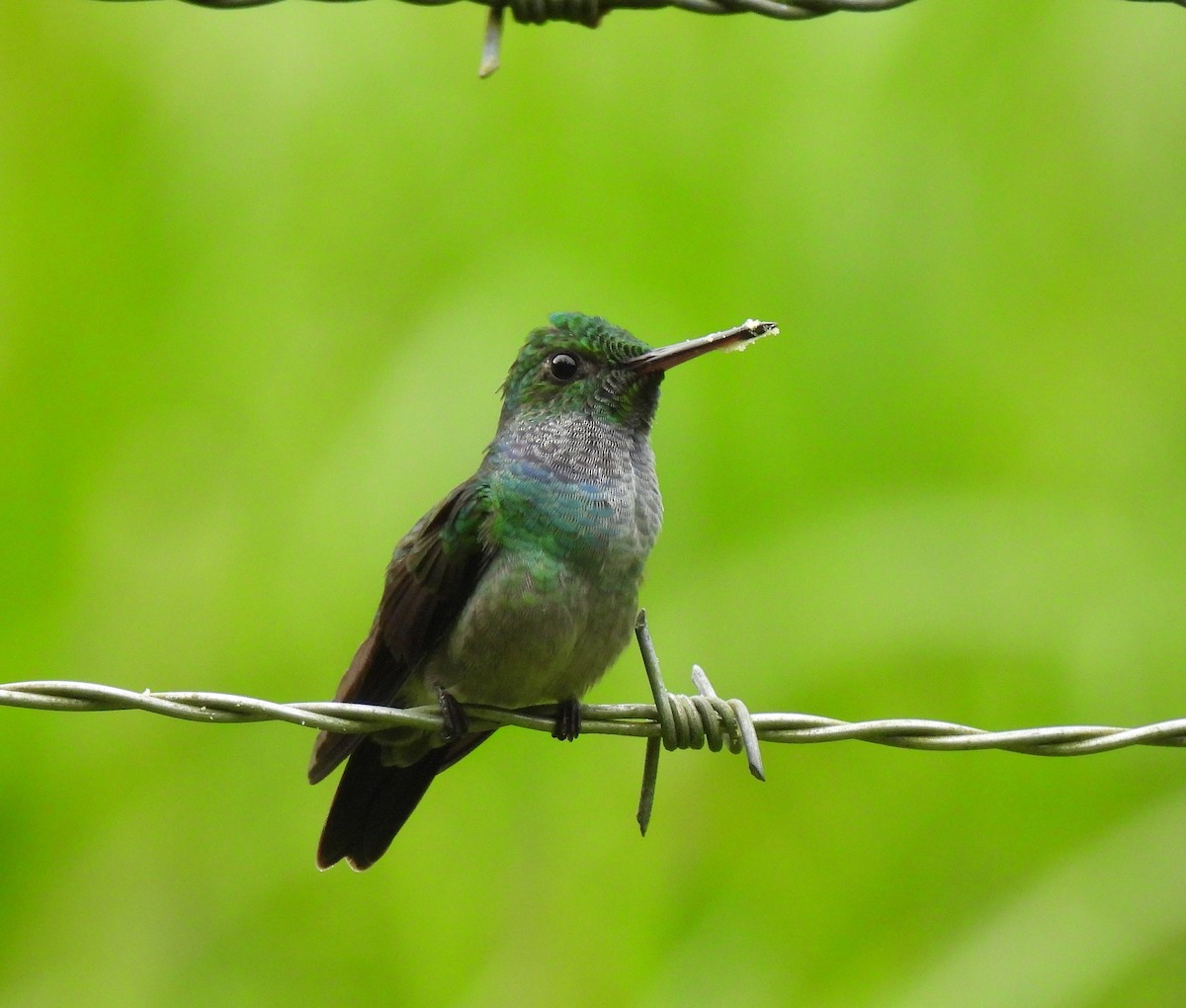 Blue-chested Hummingbird - ML643088642