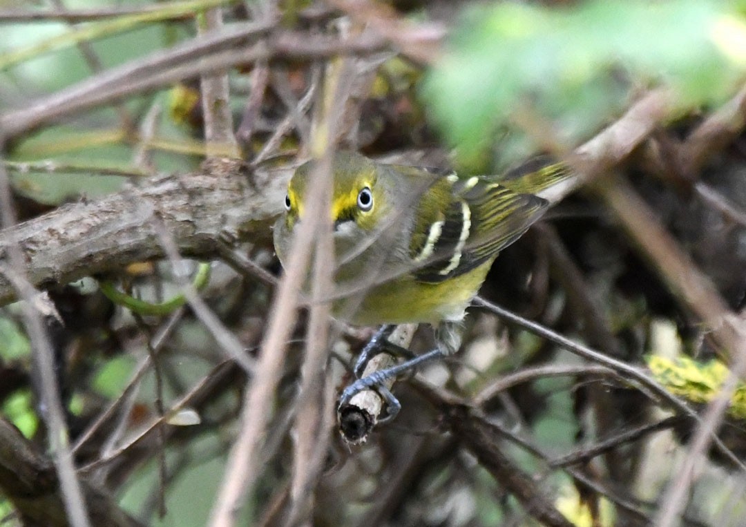 White-eyed Vireo - ML643088668