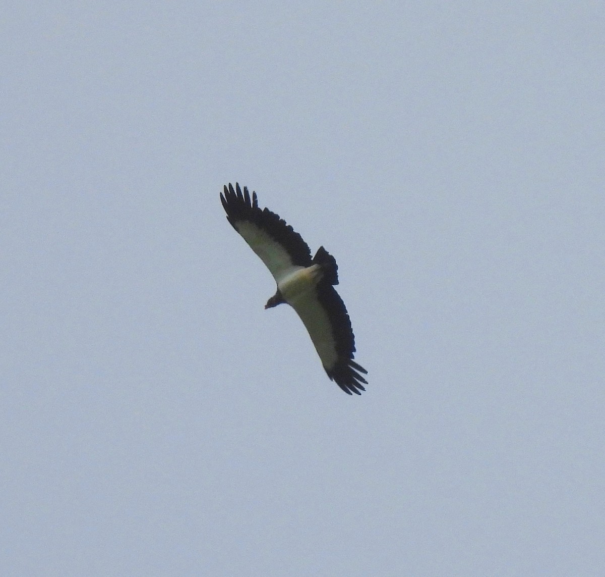 King Vulture - ML643088669