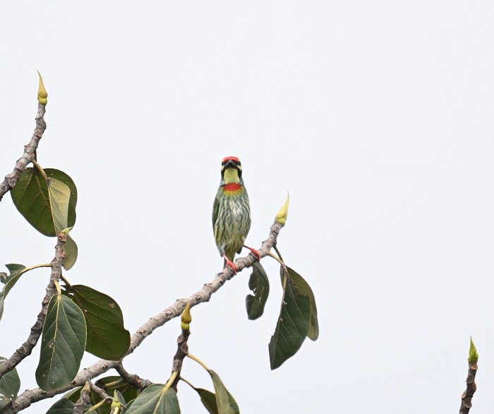 Coppersmith Barbet - ML643088673