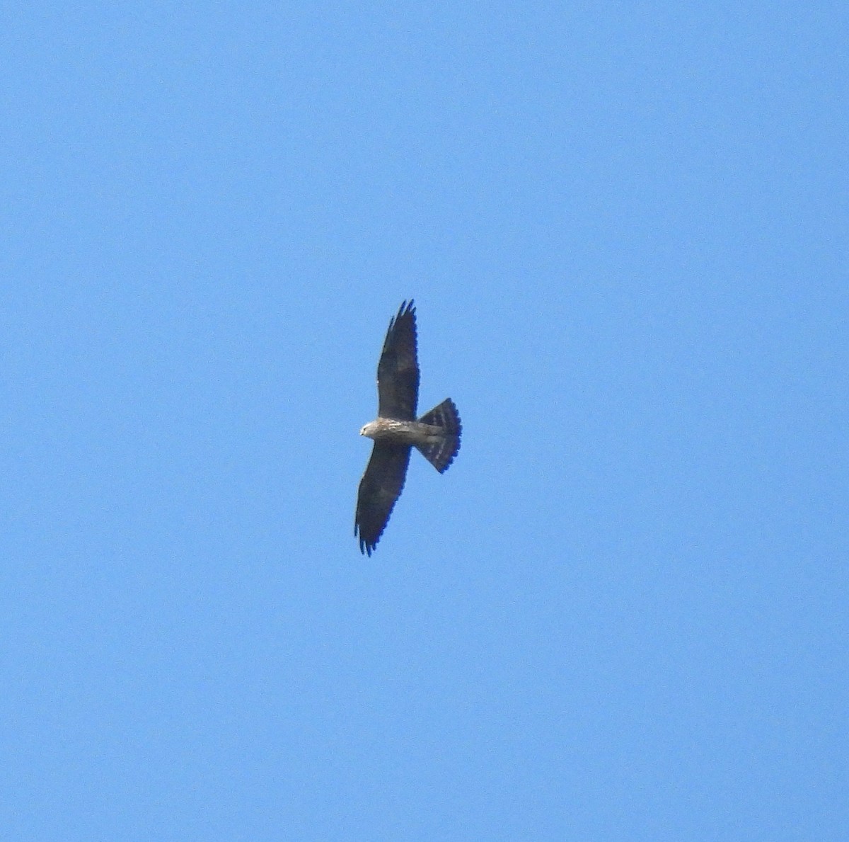 Mississippi Kite - ML643088680