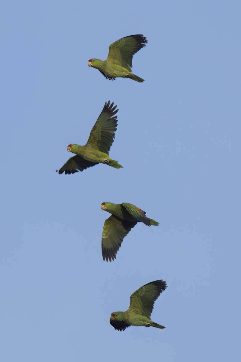 Lilac-crowned Amazon - ML643088699