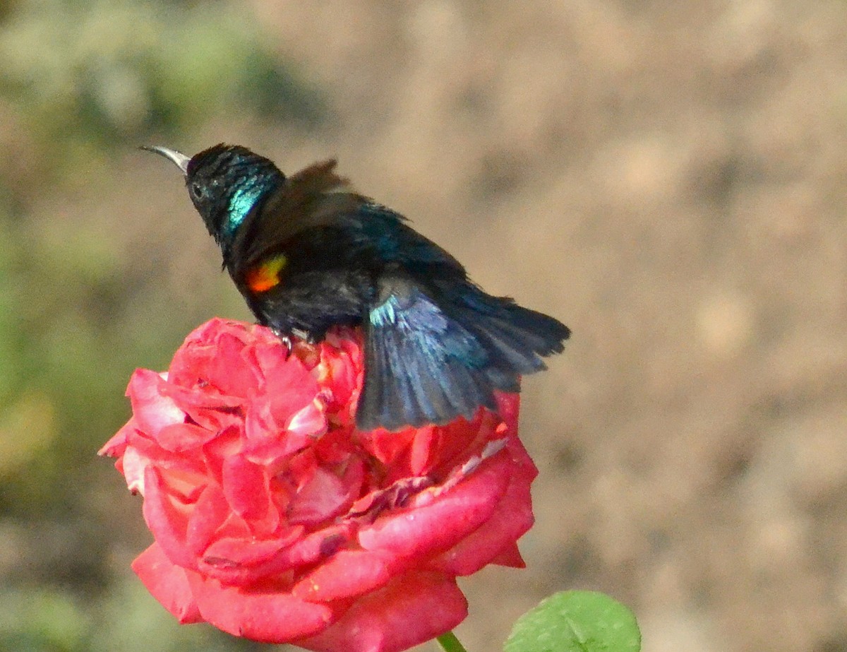 Purple Sunbird - ML643088702