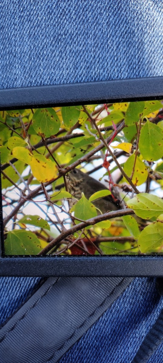 Gray-cheeked Thrush - ML643088705