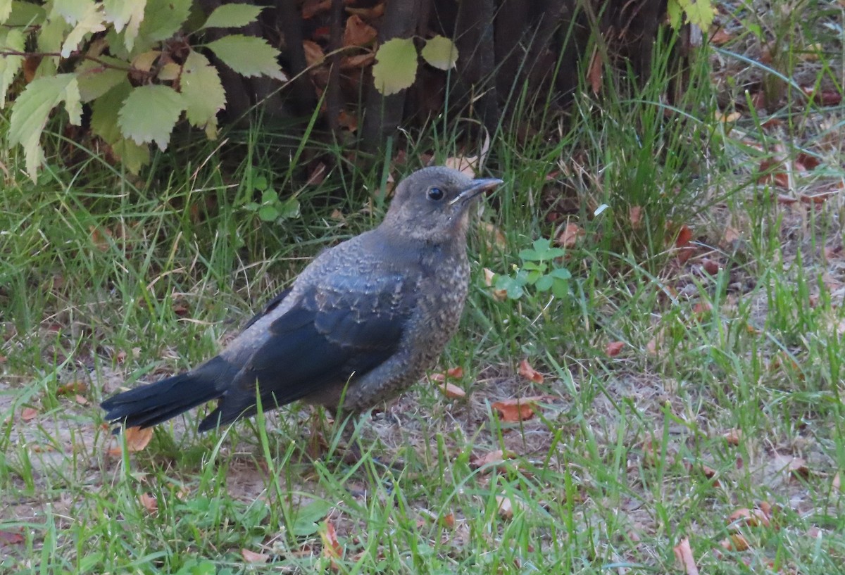 Tibetan Blackbird - ML643088707