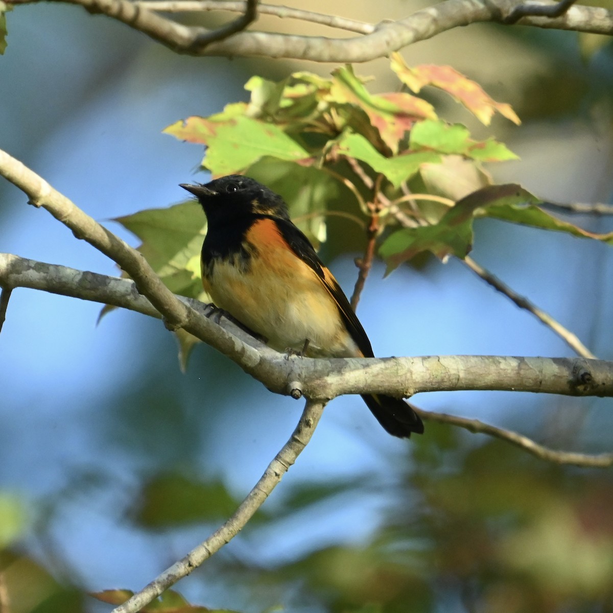 American Redstart - ML643088721