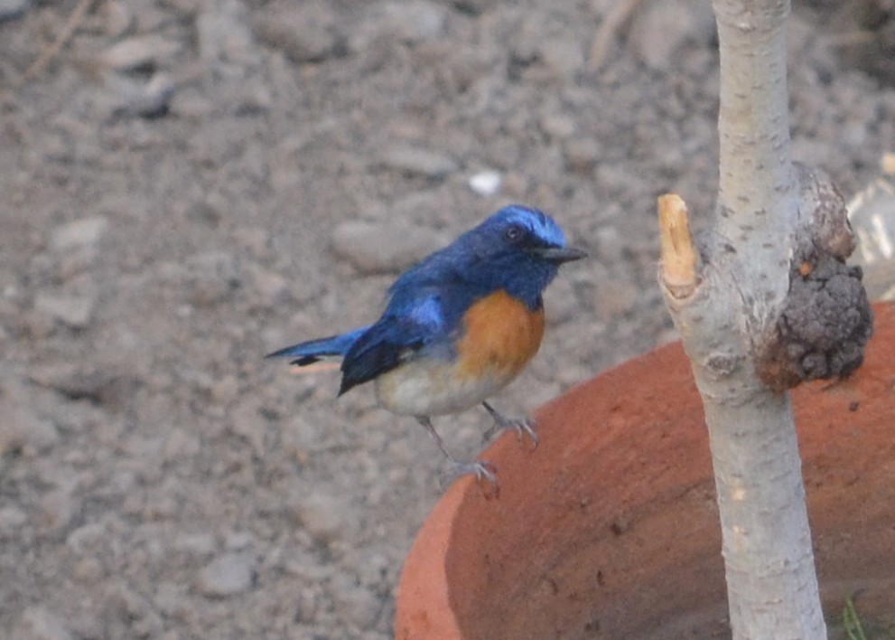 Blue-throated Flycatcher - ML643088726