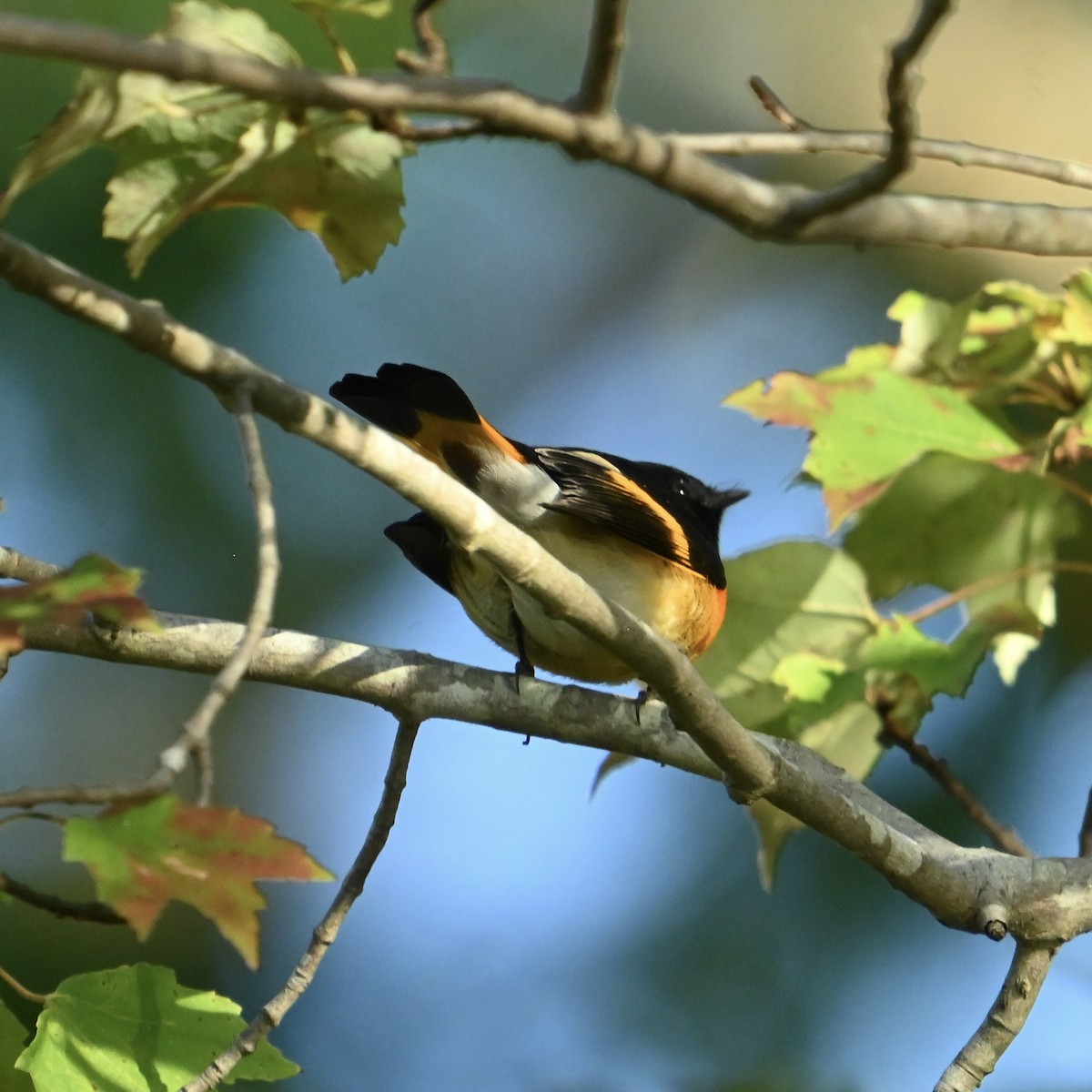 American Redstart - ML643088728