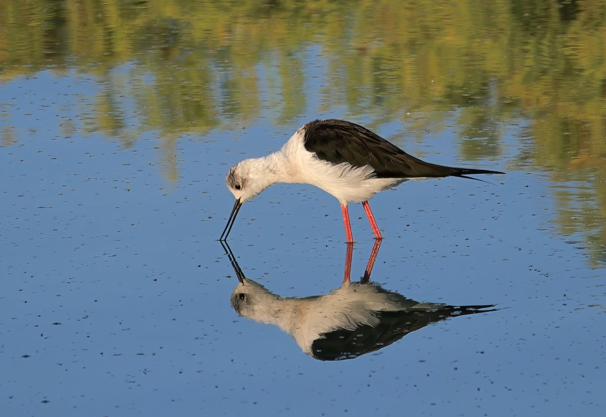 Black-winged Stilt - ML643088729