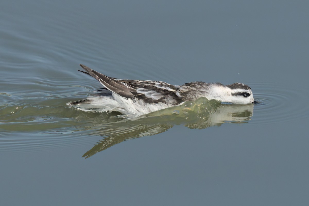 Red-necked Phalarope - ML643088730