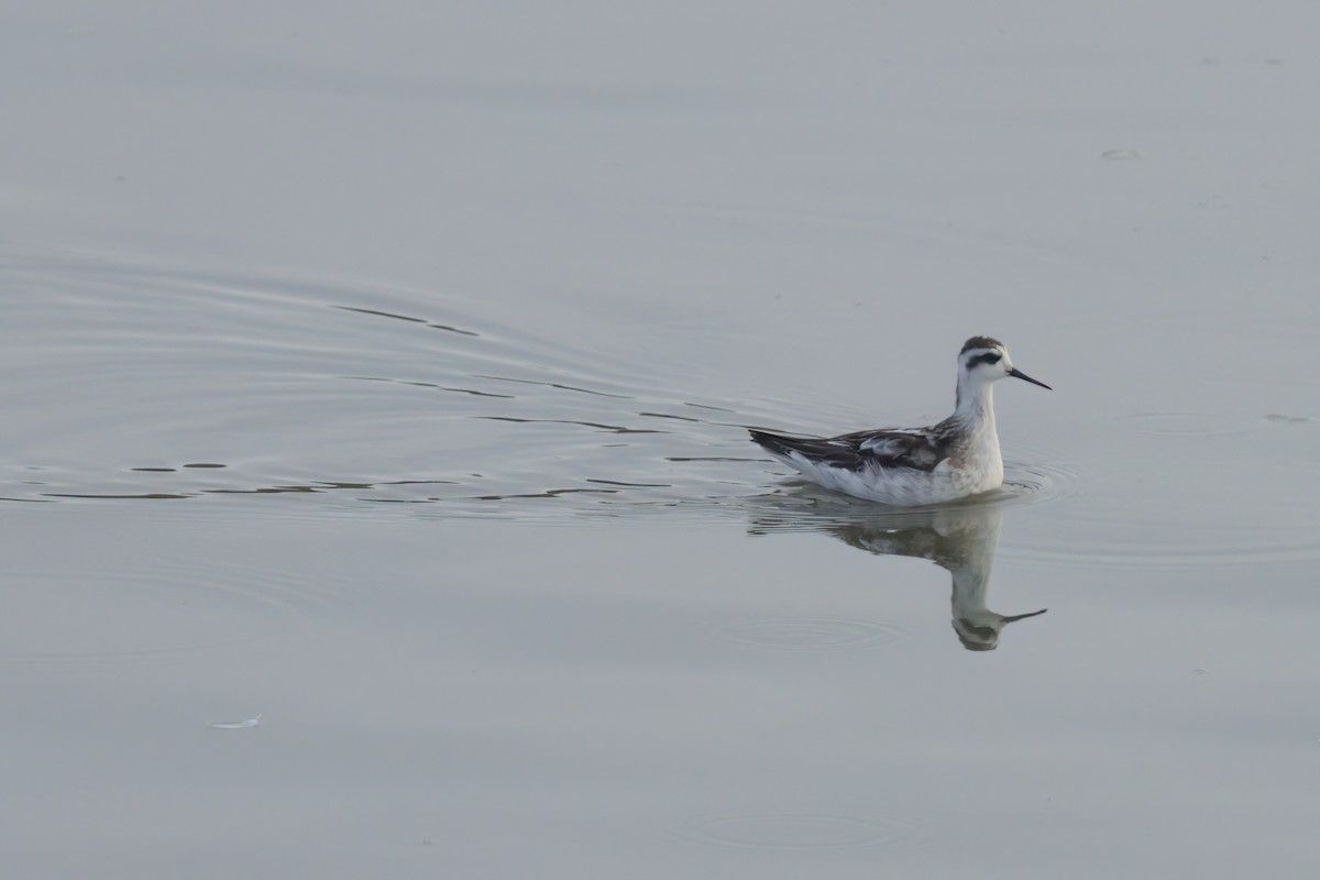Red-necked Phalarope - ML643088731