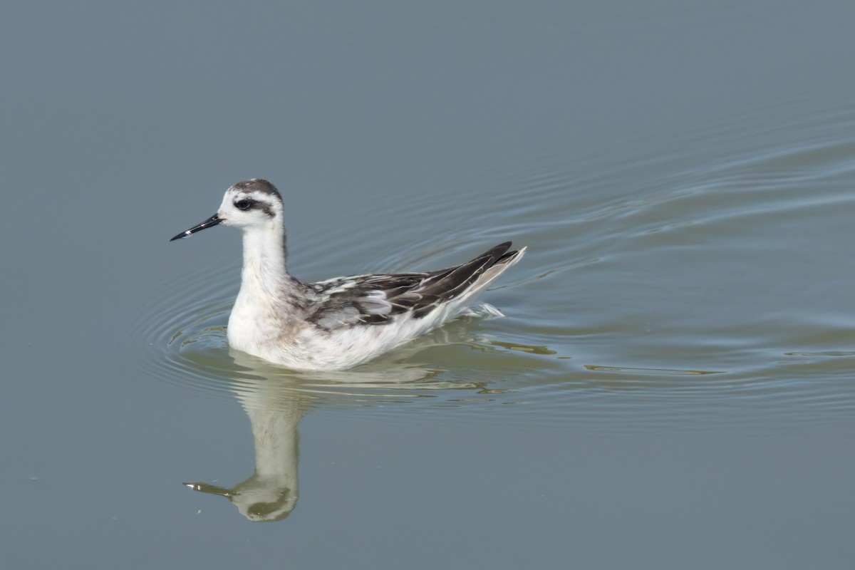 Red-necked Phalarope - ML643088732