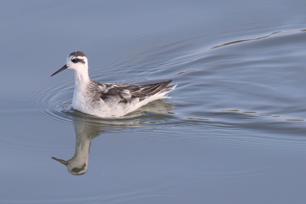 Red-necked Phalarope - ML643088733
