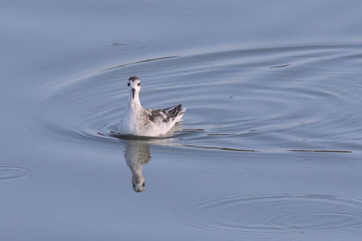 Red-necked Phalarope - ML643088734