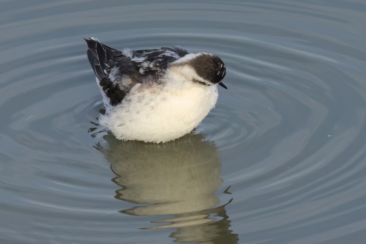 Red-necked Phalarope - ML643088735