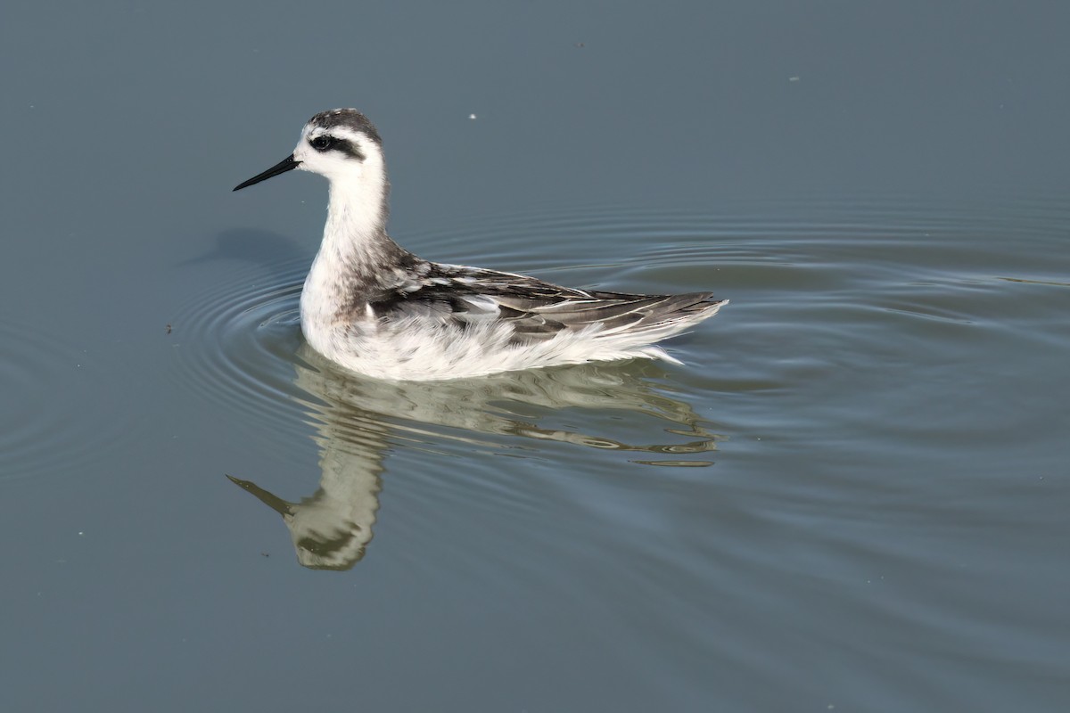 Red-necked Phalarope - ML643088736