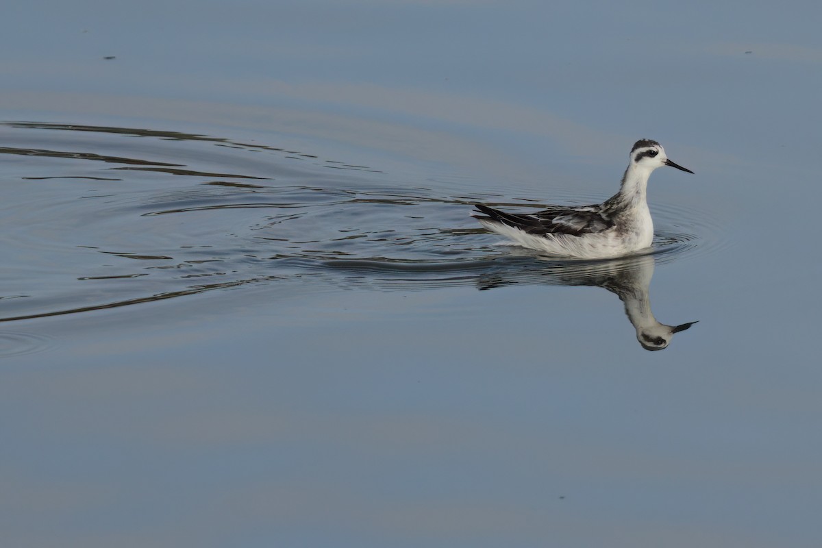 Red-necked Phalarope - ML643088737