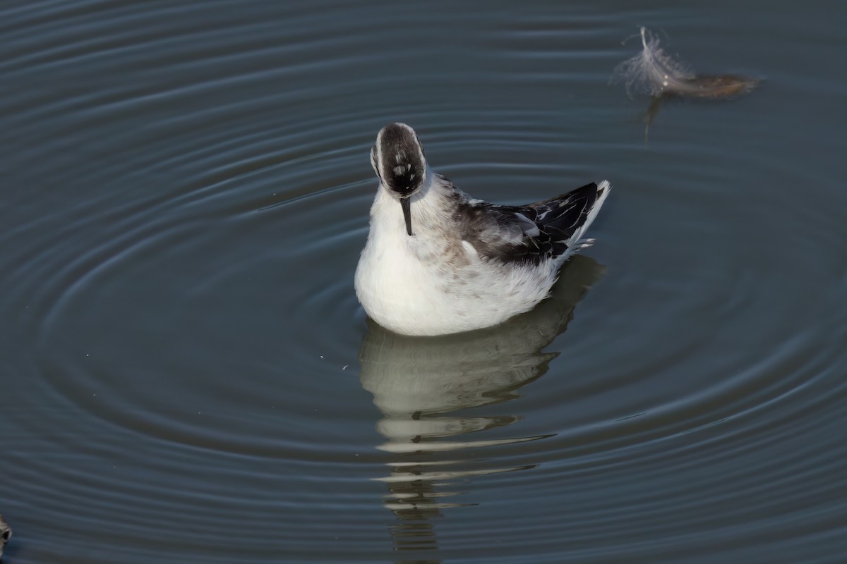 Red-necked Phalarope - ML643088738