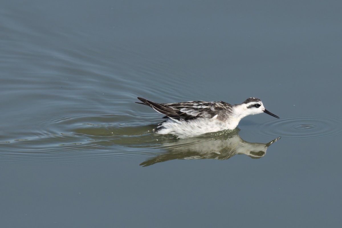 Red-necked Phalarope - ML643088739