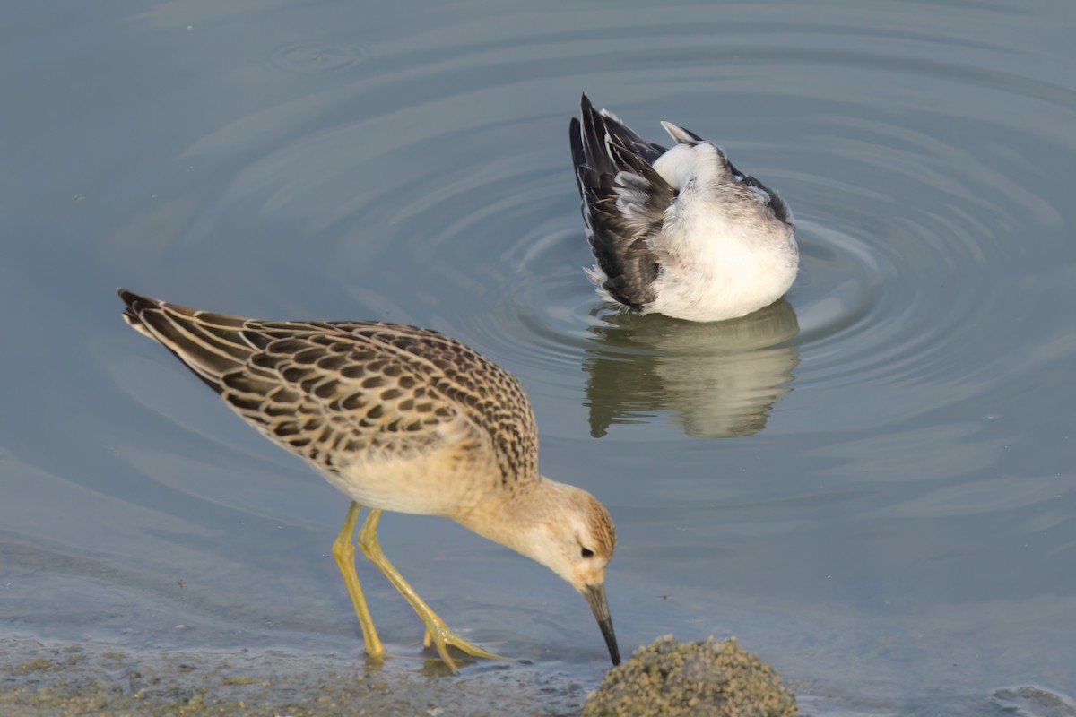 Red-necked Phalarope - ML643088740