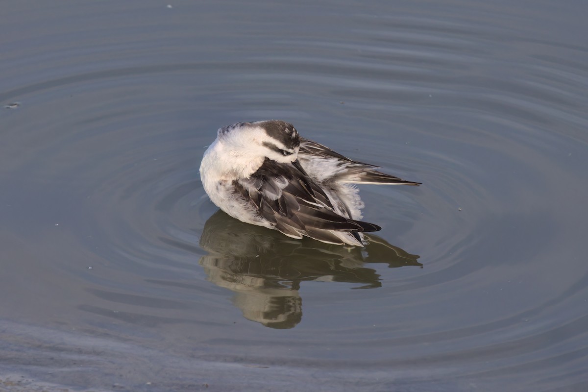 Red-necked Phalarope - ML643088741