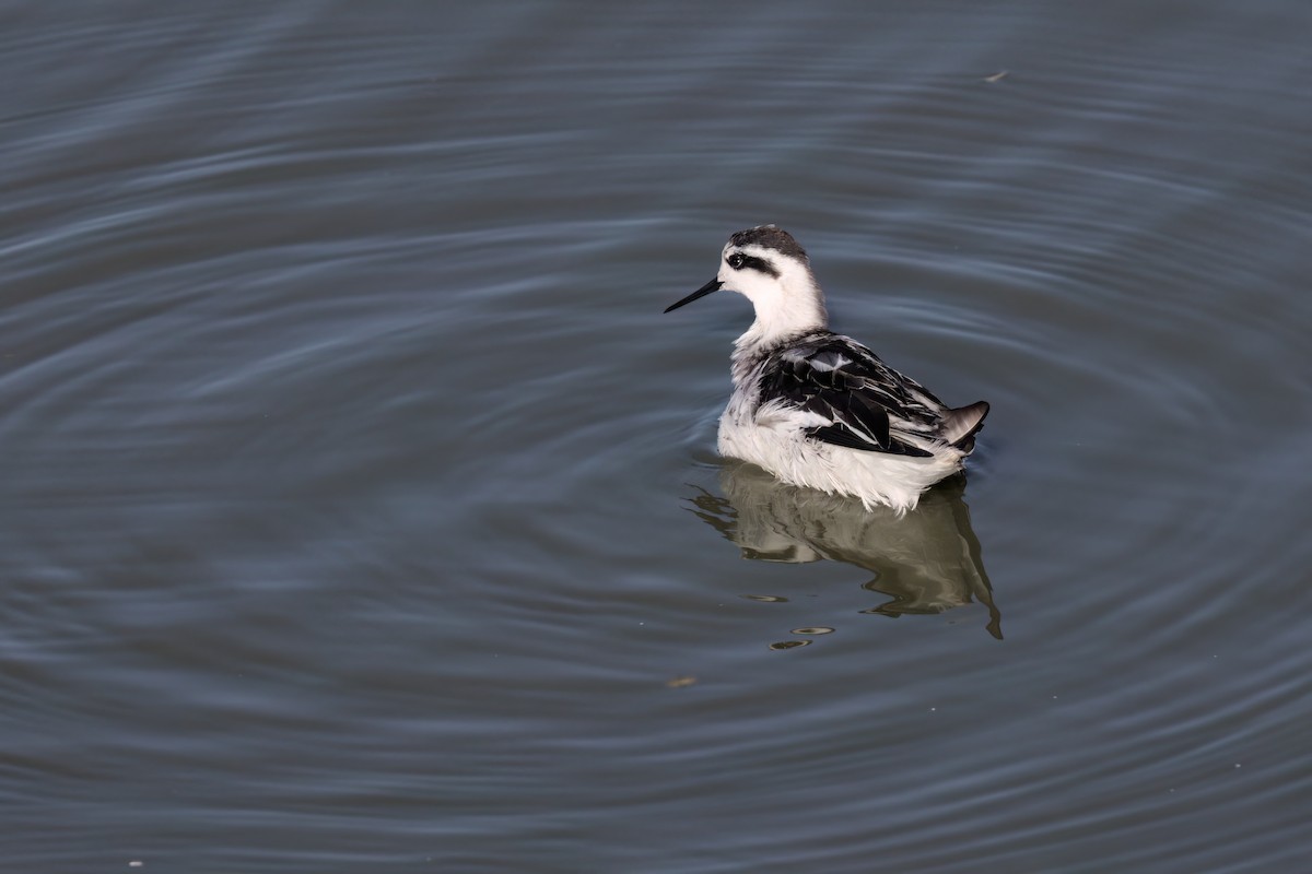 Red-necked Phalarope - ML643088742